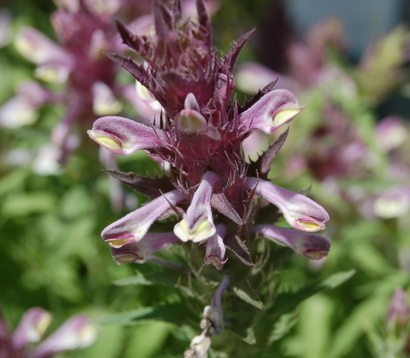 Melampyrum dal Monte Pallano (CH)